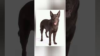 Australian Kelpie #pets #shorts #animal #beautiful #cute #dog #pet #dogs #animals