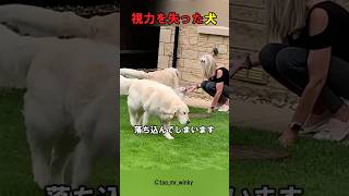 視力を失った犬の絶望と希望