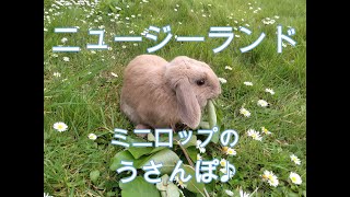 Rabbit free Walking 【1】 Without lead or harness.【New Zealand】うさぎの自由散歩【1】リード＆ハーネスなしでうさんぽ♪【ニュージーランド】