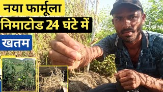 टमाटर में निमाटोड लगने के बाद कैसे नियंत्रण करें | निमटोड💯% कंट्रोल 1 दिन में | Nematodes | tomato