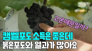 캠벨포도 소득은 좋은데 붉은 포도와 열과가 많은 이유 고온때문일까?