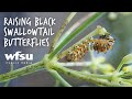 Raising Black Swallowtail Butterflies