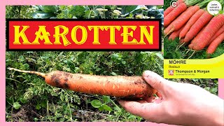 🥕 Rosa Karotten im Garten anbauen 🥕 Redsun 🌞 Thompson \u0026 Morgan Möhren von Aussaat bis Ernte 🥕 4K