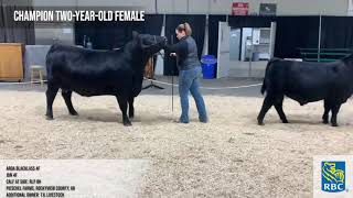 Agribition Evolution Series - Black Angus Female Champions