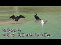 広島平和記念公園の桜とへいわな野鳥たち【2019年4月】