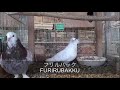 鑑賞鳩を飼育してみませんか。幾つか品種の紹介。