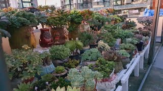 #미미네옥상다육😂여러분들~^^~ 옥상다육정리 끝났어요😊💦22.9.6/korean succulents plants 💖