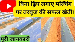 #बिना ड्रिप लगाए मल्चिंग पर खेती,,#withoutdripmulchingfarming।।#superfarmers22