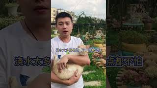 羽安讲多肉：小球玫瑰，以后猫来教你~