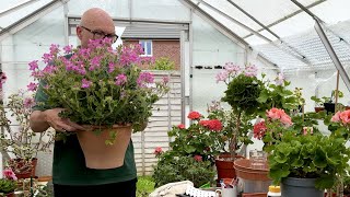 Potting and Re-potting Pelargoniums