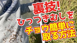 【必見】チョウ簡単！ひっつむしの取り方！あのひっつき虫も取れました！