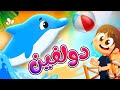 دولفين - قناة بلبل BulBul TV