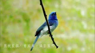 【天籟鳥音~黑枕藍鶲】15分鐘(15 min.) 黑枕藍鶲的叫聲/Sound of Black-naped Blue Monarch.