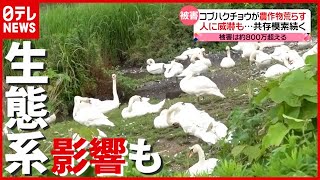 被害“８００万円”超える…実は外来種 “白鳥の湖”に「コブハクチョウ」（2021年7月1日放送「news every.」より）