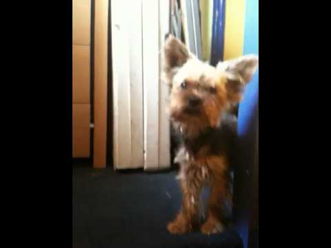 My Yorkie Barking At Me Yorkshire Terrier Playful Dogs Youtube
