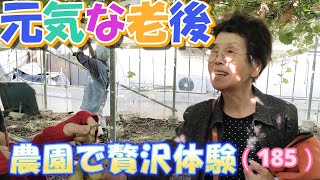 【81歳トレーラーハウス老後生活】いとこの農園で夢の体験（185）