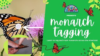 Monarch tagging - Learn how to easily tag and track Monarchs across the Americas