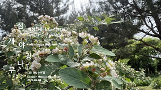 섬개야광나무 Cotoneaster wilsonii 야생화를 찾아서(133) in search of wildflowers 한밭수목원 Hanbat Arboretum