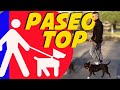 Paseo con Correa  🐶 | Consejos Adiestramiento 🤓✌🏼