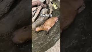 卡皮巴拉的两幅面孔！#长沙zoolung大型室内动物园 #卡皮巴拉 #水豚 #周末去哪玩 #水豚精神状态我狠狠羡慕