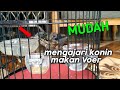 Cara mengajari burung konin makan Voer, sangat mudah!?