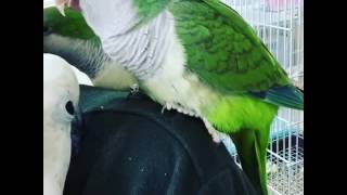 オキナインコとアルーキバタン