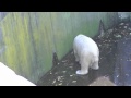 ホッキョクグマの紅葉狩り~polar bear eat the autumnal leaves