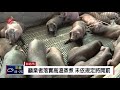 農委會暫不禁廚餘養豬 籲業者落實高溫蒸煮 2019 01 05 ipcf titv 原文會 原視新聞