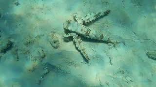 Flying Gurnard in Bonaire