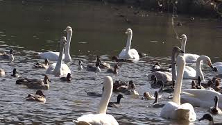 白鳥スワン2017（茨城県那珂市古徳沼）SWANS