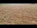 ಬತಾ ಅಕ್ಕಿ 🌾 ಗದೆ 🚜ಉಳಿಮೆ ರೈತ paddy rice 🌾 field culivator🚜 ploughing farminglife agriculture