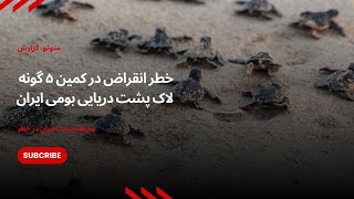 خطر انقراض در کمین ۵ گونه لاک پشت دریایی بومی ایران