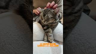 おネェっぽい脚のねこのヘッドスパ。