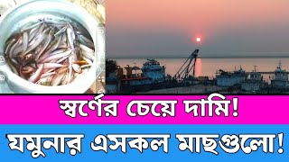 স্বর্ণের চেয়ে দামী যমুনার এসকল মাছগুলোর!