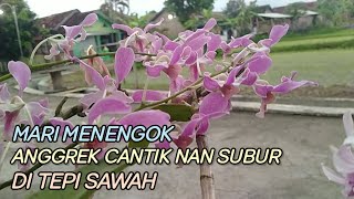 Mari Menengok Kebun Anggrek Cantik Dan Subur di Tepi Sawah