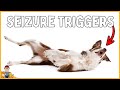 STOP your dog's seizures by identifying these triggers...(veterinarian explains)