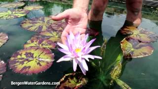 Nymphaea 'Foxfire' Annual Waterlily