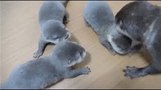 [カワウソ]お母さんは大忙し！Mom is busy [otter baby]