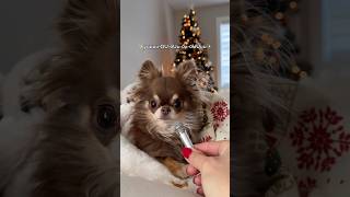 Dog SINGS Christmas Song 😳🎤 (impressive)