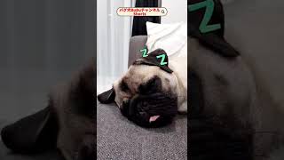 フゴォォォ【パグ犬BuBu】#shorts #dog #pug