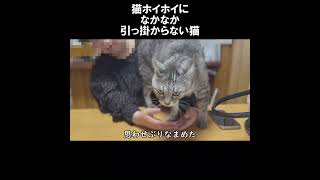 猫ホイホイになかなか引っ掛からない長男猫豆太‥ #初老夫婦とねこ #保護猫 #サバトラ #shorts