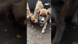 The Most Unbelievable Dog Moments #short #short #youtube