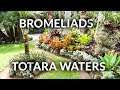 BROMELIADS. TOTARA WATERS