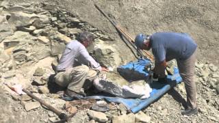 Unearthing the Giant Turtle Fossil