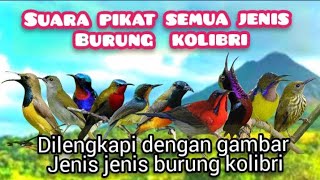 Suara Pikat Semua Jenis Burung Kolibri Paling Ampuh
