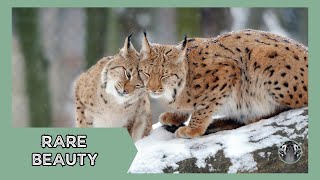 The Majestic Balkan Lynx: A Rare Gem of the Balkans