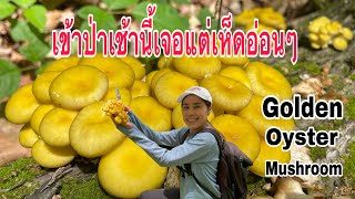 เก็บเห็ดต่างประเทศชีวิตในนิวยอร์กช่วงหน้าร้อนเข้าป่าหาเห็ดนางรม Foraging for Golden Oysters Mushroom