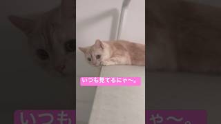 ロフトから飼い主を監視するにゃー。な猫ちゃん。　#shorts #ねこ動画 #猫のいる暮らし