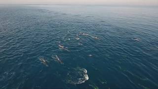 Superpod of common dolphin - DRONE Video!!