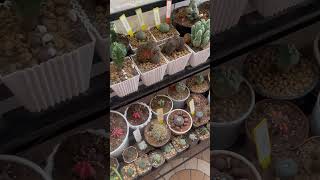 #shemasundar #cactus #whereshouldikeepmycactusinmyho me #gardeningtips #cactuscare #cactitips